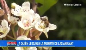 abejas